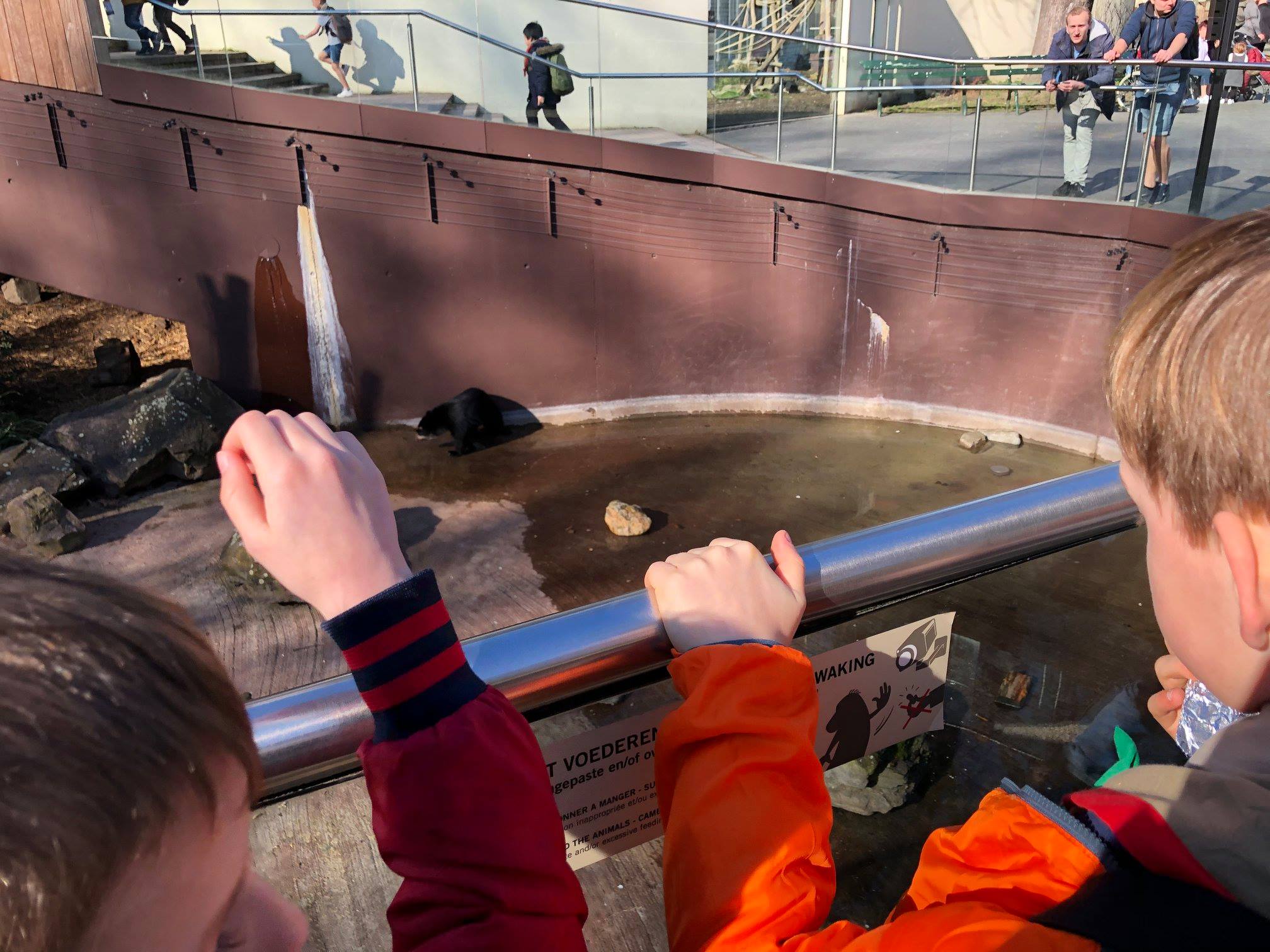 Sint-Martinus den XIIde - Zoo Antwerpen Kapoenen